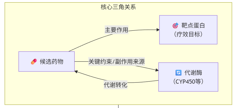 Figure 7. 候选药物、靶点蛋白与代谢酶之间的核心关系